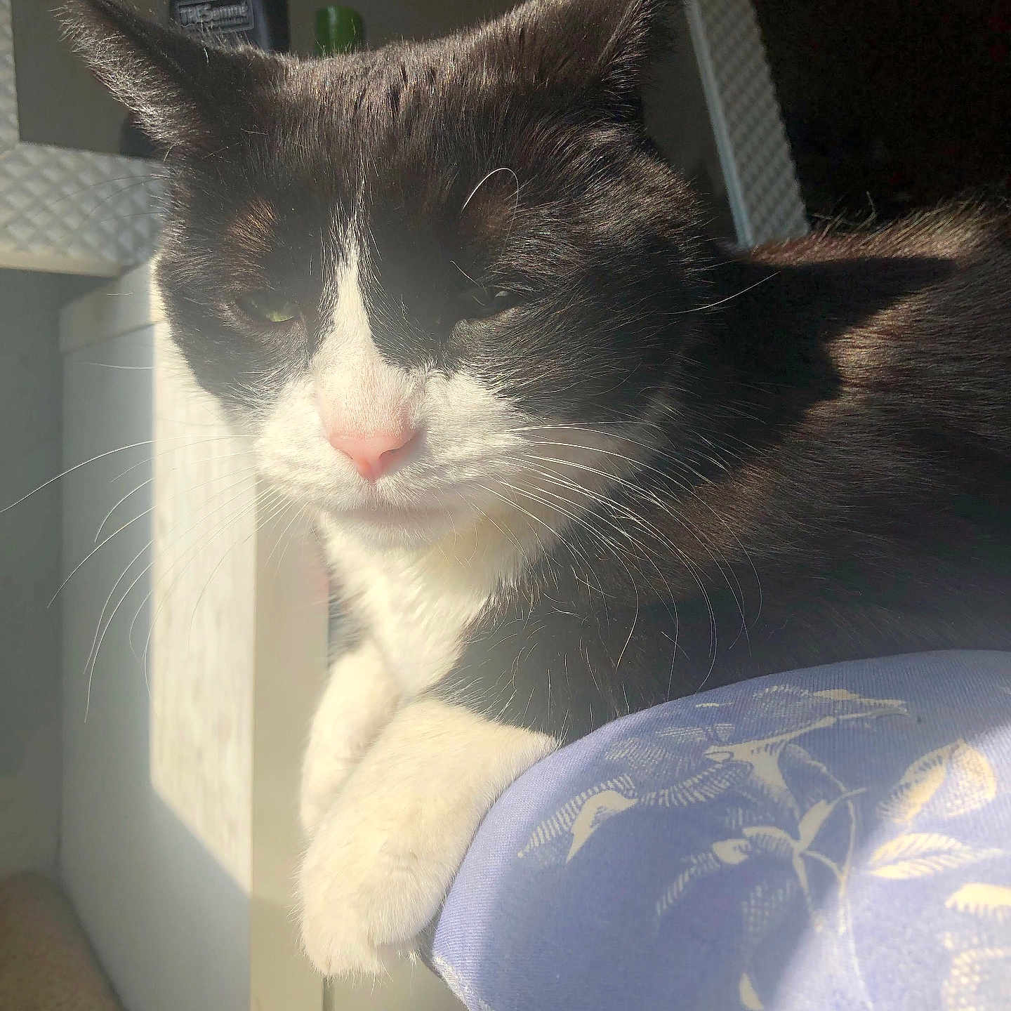 Milo is registered to the contest to win money with this photo: animal, black_and_white, cat, closeup, cozy, cushion, cute, domestic_cat, feline, fur, home, indoor, paw, pet, relaxing, resting, sleepy, sunlight, whiskers, window_light