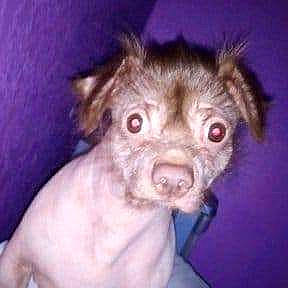 Little Joe is registered to the contest to win money with this photo: ancient_dog_breeds, canidae, carnivore, companion_dog, dog, dog_breed, ear, fawn, fur, iris, liver, non_sporting_group, red_eye_effect, snout, sporting_group, terrestrial_animal, toy_dog, whiskers, working_animal, wrinkle