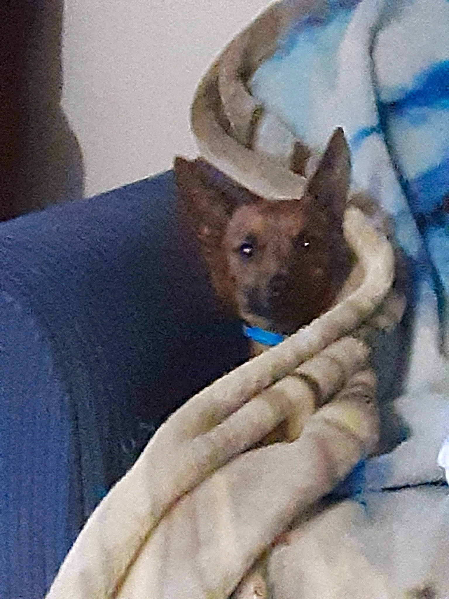 Tony is registered to the contest to win money with this photo: canidae, carnivore, comfort, companion_dog, dog, dog_breed, electric_blue, fawn, felidae, fur, grey, linens, non_sporting_group, snout, snow, sporting_group, terrestrial_animal, toy_dog, whiskers, working_animal