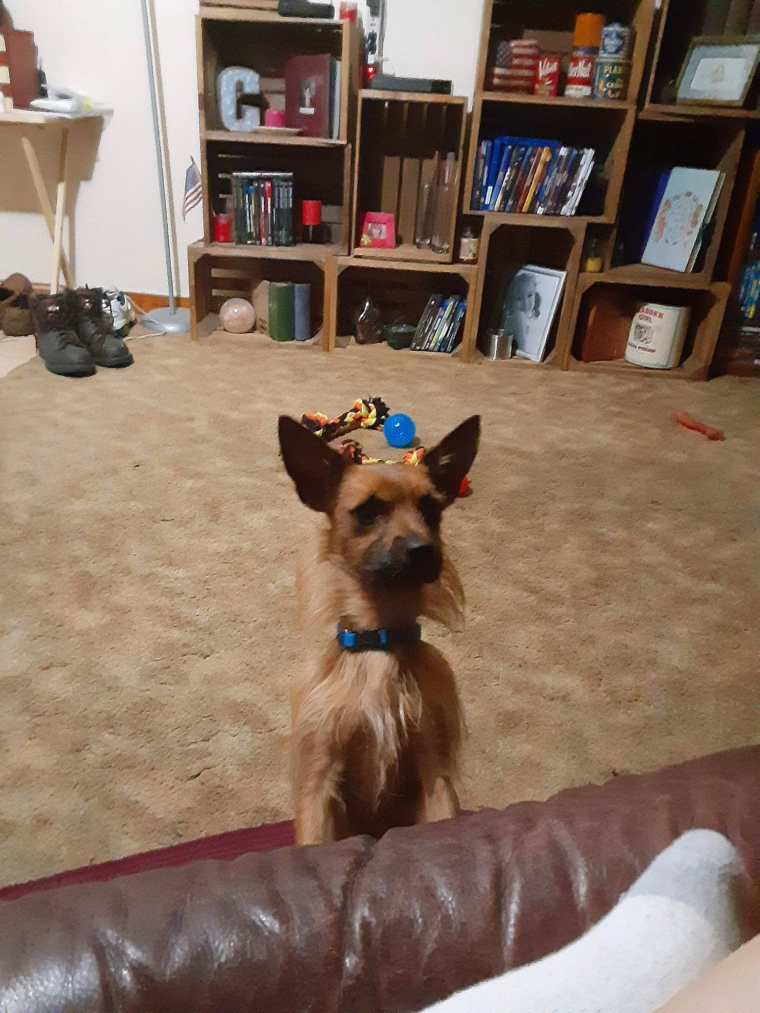 Tony is registered to the contest to win money with this photo: bookcase, carnivore, collar, companion_dog, dog, dog_breed, dog_supply, fawn, floor, flooring, hardwood, liver, luggage_and_bags, pet_supply, shelf, shelving, snout, sporting_group, wood, working_animal