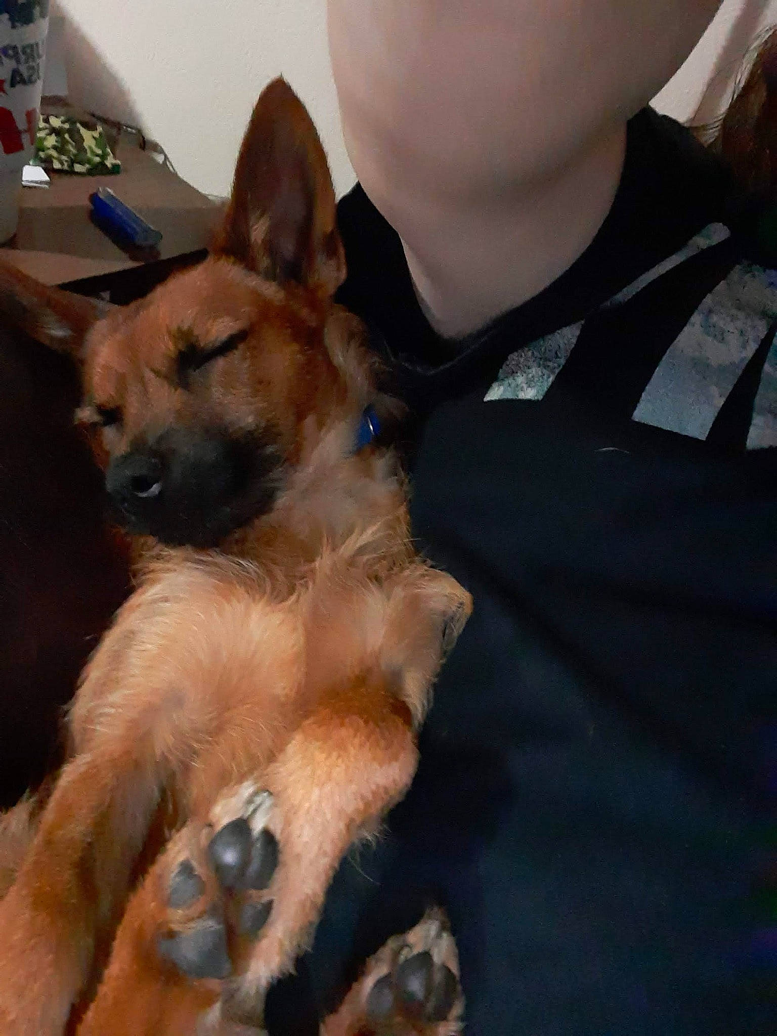 Tony joined the competition — help win amazing prizes! canidae, carnivore, companion_dog, dog, dog_breed, ear, elbow, fawn, fur, non_sporting_group, paw, sleeve, sporting_group, whiskers, working_dog