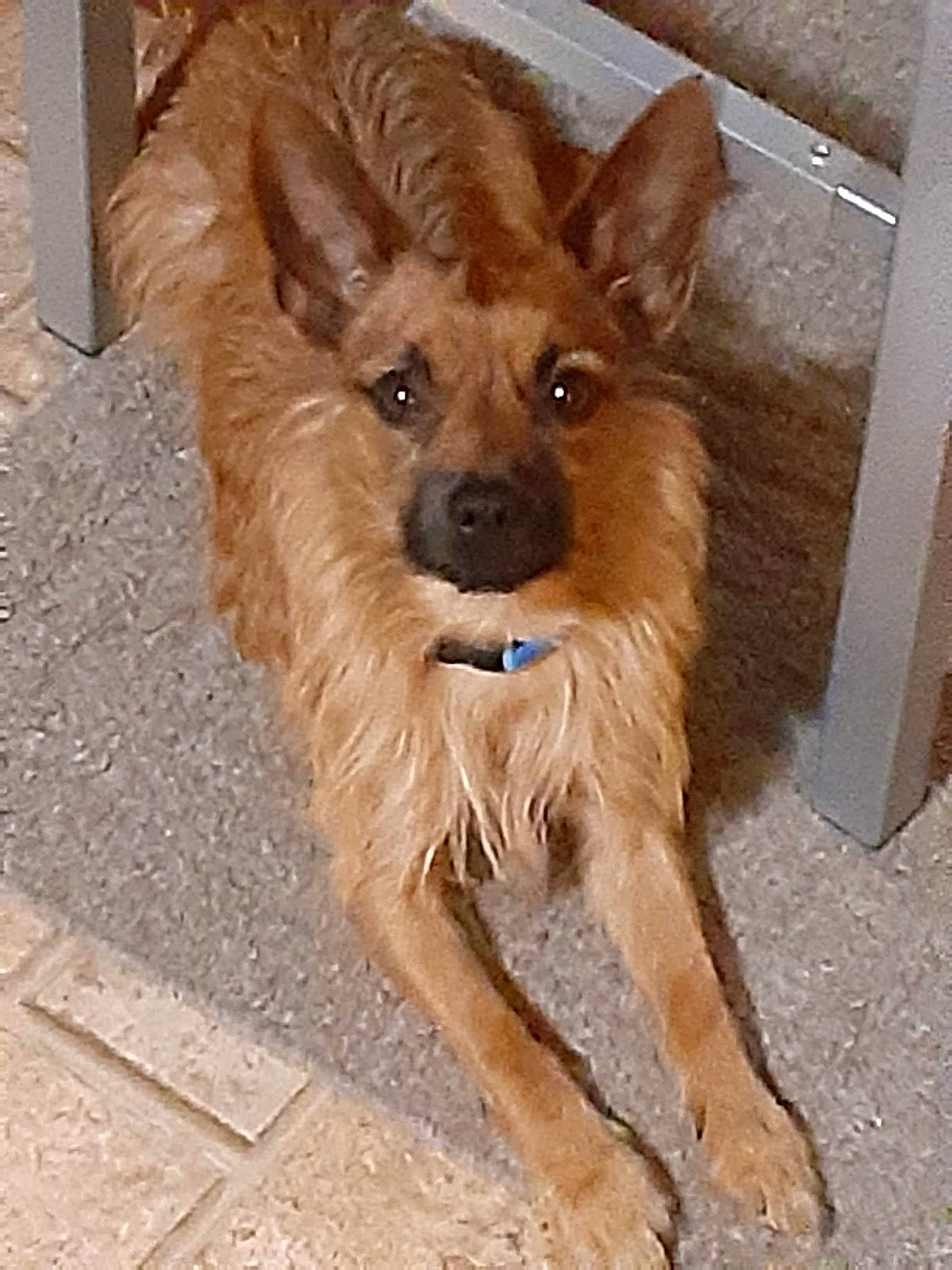 Tony is registered to the contest to win money with this photo: canidae, carnivore, companion_dog, dog, dog_breed, dog_supply, fawn, flooring, fur, hardwood, liver, pet_supply, snout, sporting_group, terrestrial_animal, toy_dog, wood, working_animal