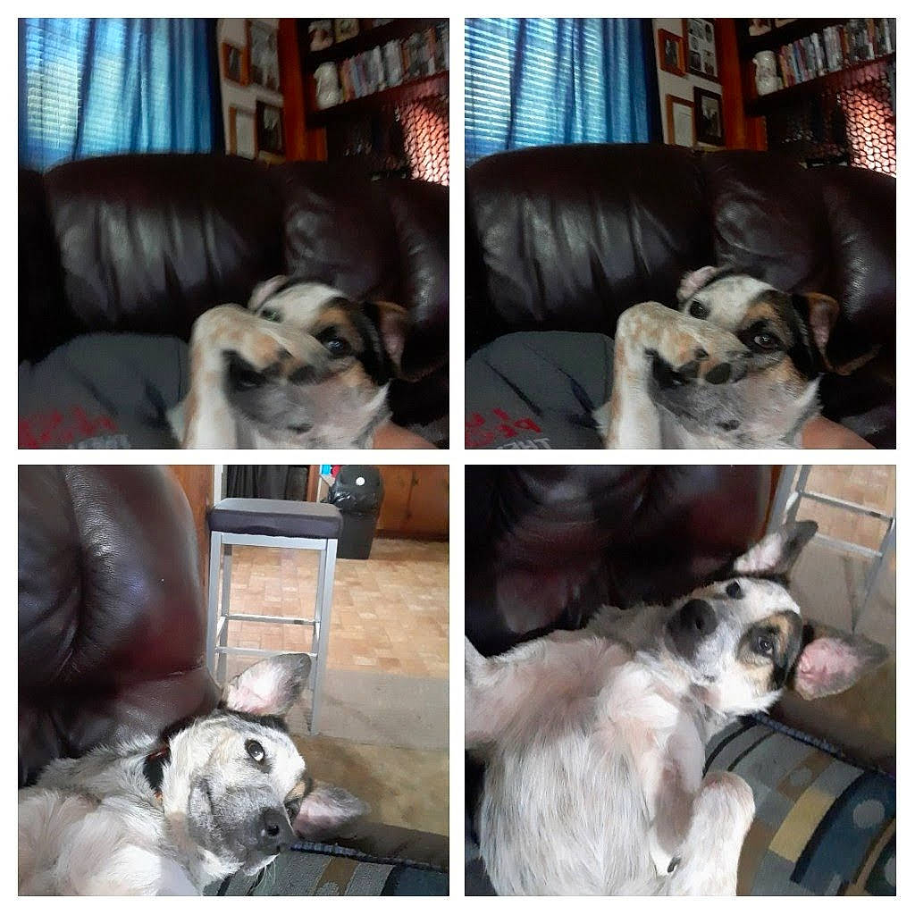 Bane is registered to the contest to win money with this photo: art, canidae, carnivore, collage, comfort, companion_dog, couch, dog, dog_breed, dog_supply, ear, fur, liver, mammal, photograph, snapshot, sporting_group, toy_dog, vertebrate, working_animal