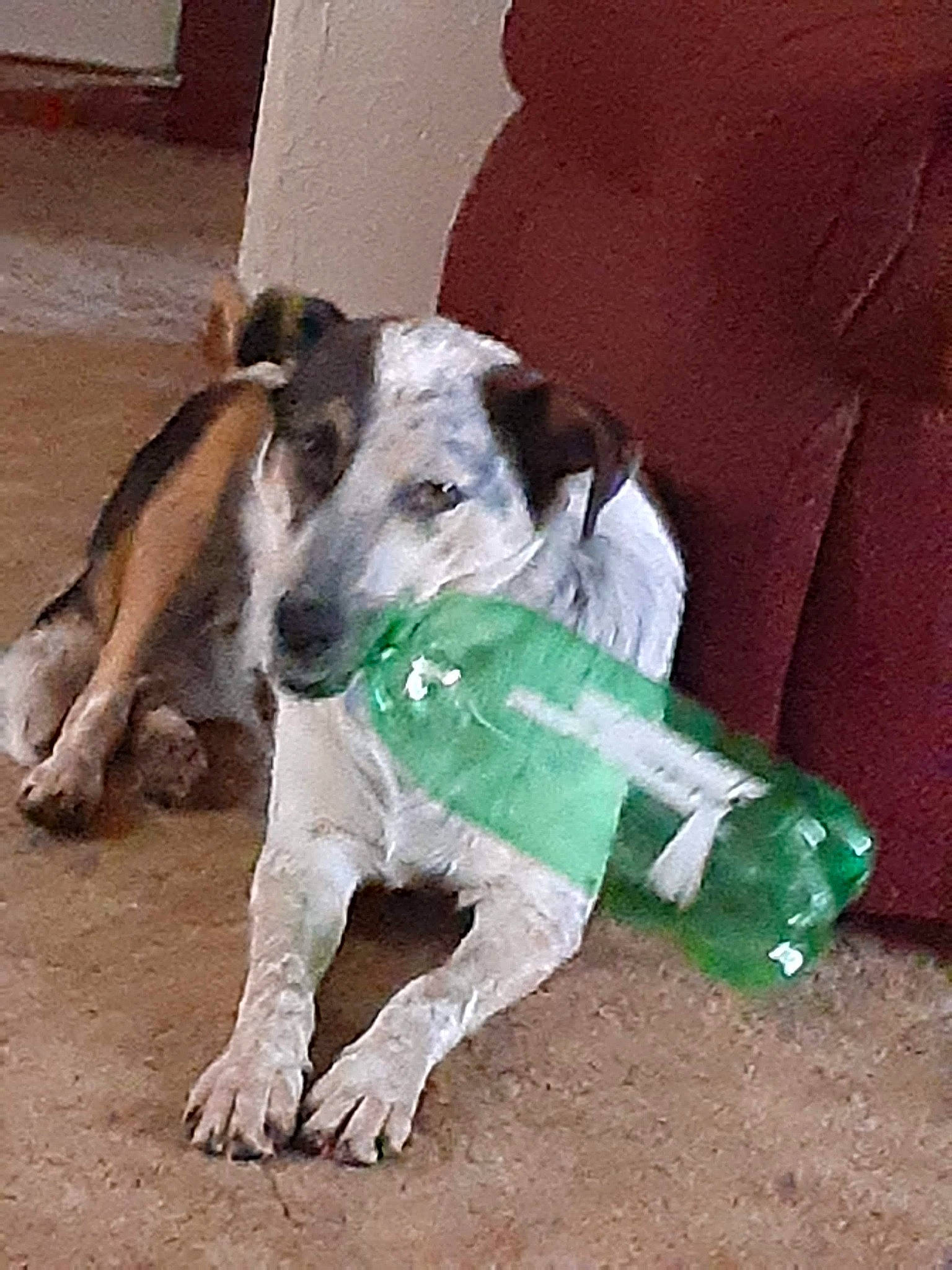 Bane is registered to the contest to win money with this photo: canidae, carnivore, collar, companion_dog, dog, dog_breed, dog_clothes, dog_collar, dog_supply, drinkware, fawn, magyar_agar, pet_supply, rampur_greyhound, sighthound, snout, sporting_group, tail, terrestrial_animal, working_animal