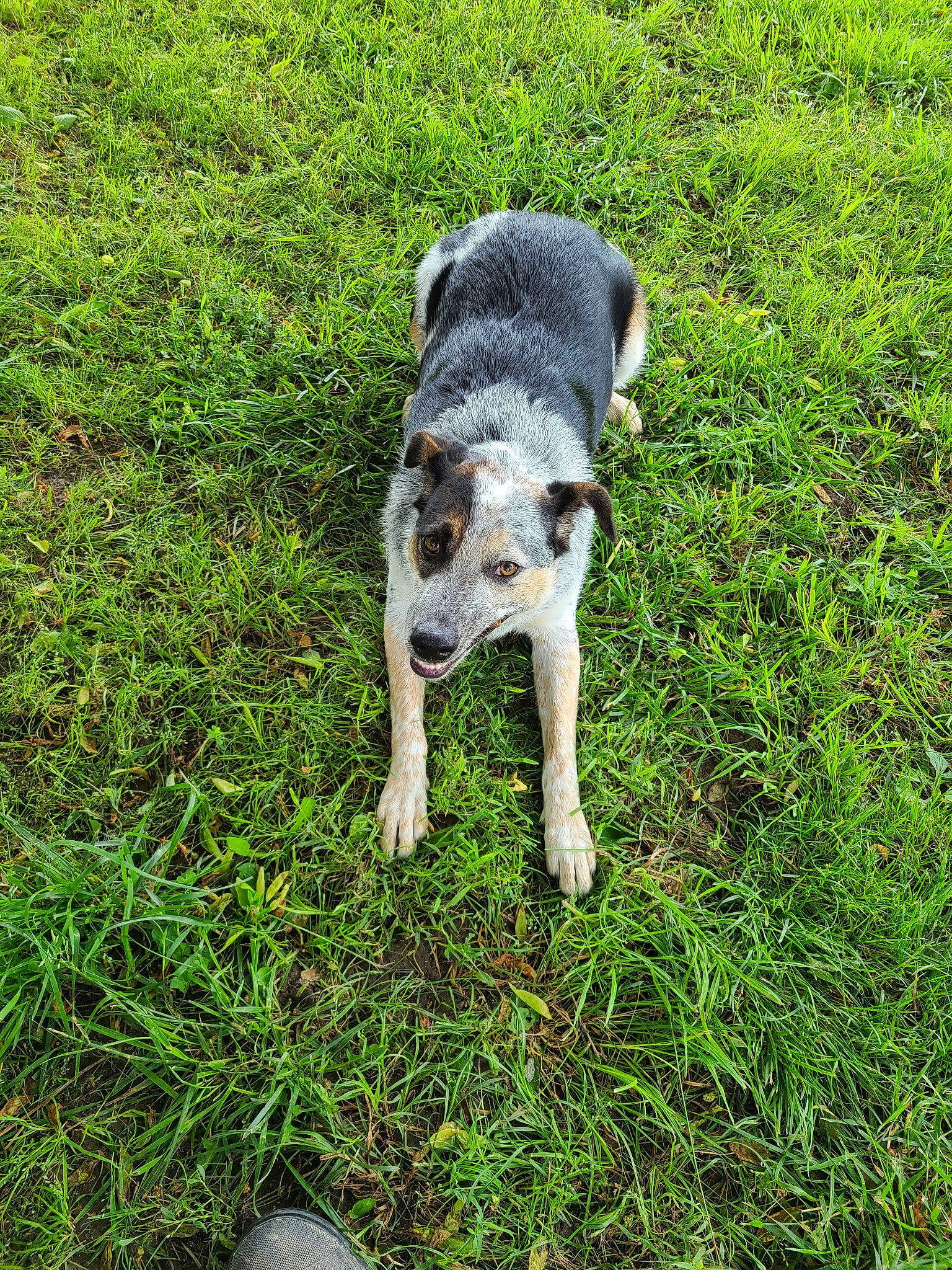 Bane joined the competition — help win amazing prizes! canidae, carnivore, companion_dog, dog, dog_breed, fawn, grass, groundcover, hunting_dog, non_sporting_group, paw, plant, snout, soil, sporting_group, tail, terrestrial_animal, terrier, working_animal, working_dog