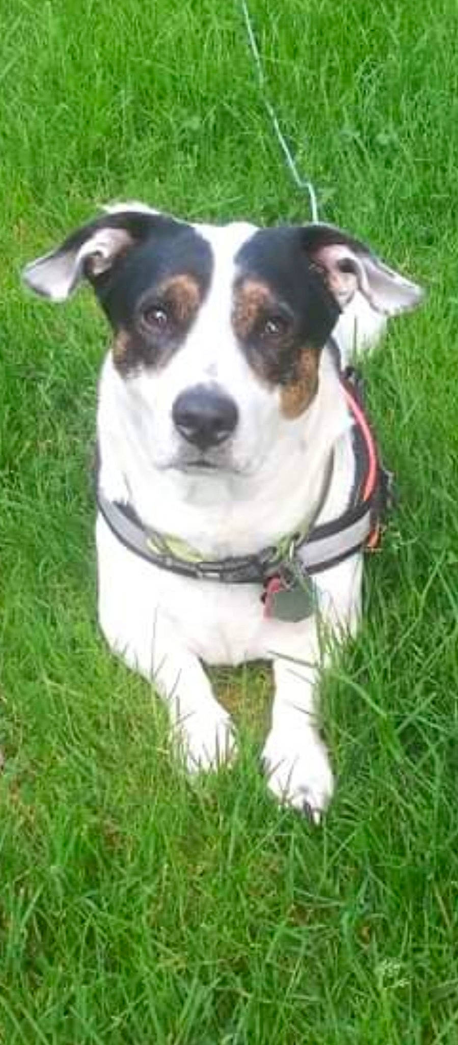 Bandit joined the competition — help win amazing prizes! canidae, carnivore, collar, companion_dog, dog, dog_breed, dog_collar, dog_supply, fashion_accessory, grass, leash, plant, sporting_group, whiskers, working_animal