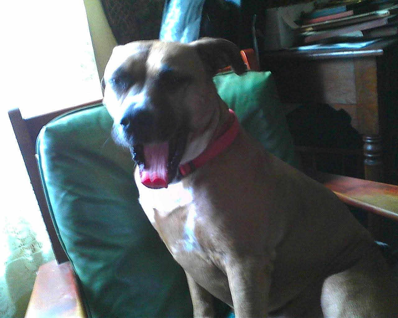 Roxy joined the competition — help win amazing prizes! dog, chair, cushion, indoor, pet, animal, brown_dog, panting, tongue_out, furniture, window, light, shadow, seat, relaxed, domestic, canine, house, yawning, red_collar