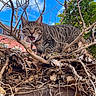 cat, tabby, animal, outdoor, nature, tree_branch, leaves, sky, blue_sky, green_leaves, feline, mouth_open, meowing, wildlife, pet, fur, whiskers, ears, wood, branch