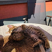 Blue participe au concours pour gagner de l'argent avec cette photo : kitten, cat, spotted, lying_down, table, woven_mat, crocheted_tablecloth, wooden_coaster, sunlight, shadow, chair, brick_wall, outdoor, relaxing, pet, cute, fur, playful, eye, resting