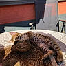 kitten, cat, spotted, lying_down, table, woven_mat, crocheted_tablecloth, wooden_coaster, sunlight, shadow, chair, brick_wall, outdoor, relaxing, pet, cute, fur, playful, eye, resting