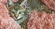 Blue a rejoint le concours — aidez-le/la à gagner de superbes lots ! kitten, tabby, cat, pet, animal, feline, cute, fluffy, blanket, soft, indoor, resting, young, fur, whiskers, ears, eyes, cozy, comfort, relaxed