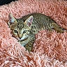 kitten, tabby, cat, pet, animal, feline, cute, fluffy, blanket, soft, indoor, resting, young, fur, whiskers, ears, eyes, cozy, comfort, relaxed