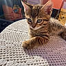 kitten, cat, tabby, animal, pet, cute, fur, whiskers, ears, tablecloth, crochet, texture, sunlight, indoor, person, blurred_background, smile, arm, cozy, home