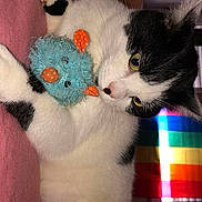 Laos participe au concours pour gagner de l'argent avec cette photo : cat, black_and_white, toy, indoor, pink_surface, rainbow_flag, colorful, pet, cute, relaxed, fur, whiskers, animal, domestic, claws, playful, window, light, cozy, resting