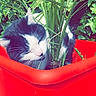 Laos participe au concours pour gagner de l'argent avec cette photo : cat, plant, red_pot, greenery, outdoor, sleeping, black_and_white, pet, nature, foliage, leaf, container, cute, animal, relaxing, garden, domestic_cat, whiskers, fur, cozy