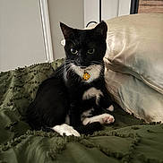 Nyx is registered to the contest to win money with this photo: bed, black_and_white, blanket, cat, collar, cozy, cute, flower_tag, furniture, indoor, lamp, paw, pet, pillow, portrait, relaxed, sleepy, tuxedo_cat, wall, whiskers