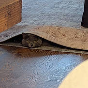 Subie is registered to the contest to win money with this photo: cat, gray_cat, green_eyes, carpet, rug, peeking, hiding, wood_floor, hardwood, living_room, furniture, cozy, indoor, pet, curiosity, texture, shadow, closeup, head, ears