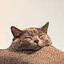 cat, grey_cat, sleeping_cat, pet, closeup, face, ears, whiskers, muzzle, cushion, fabric, textile, sofa_top, indoor, nap, cozy, portrait, minimal_background, domestic_cat, relaxed