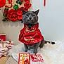 adorable, cat, chinese_new_year, costume, decorations, envelope, festive, flowers, fur_rug, grey_cat, hong_bao, indoor, pet, plush_toy, portrait, red_clothing, sitting, table, wall, whiskers