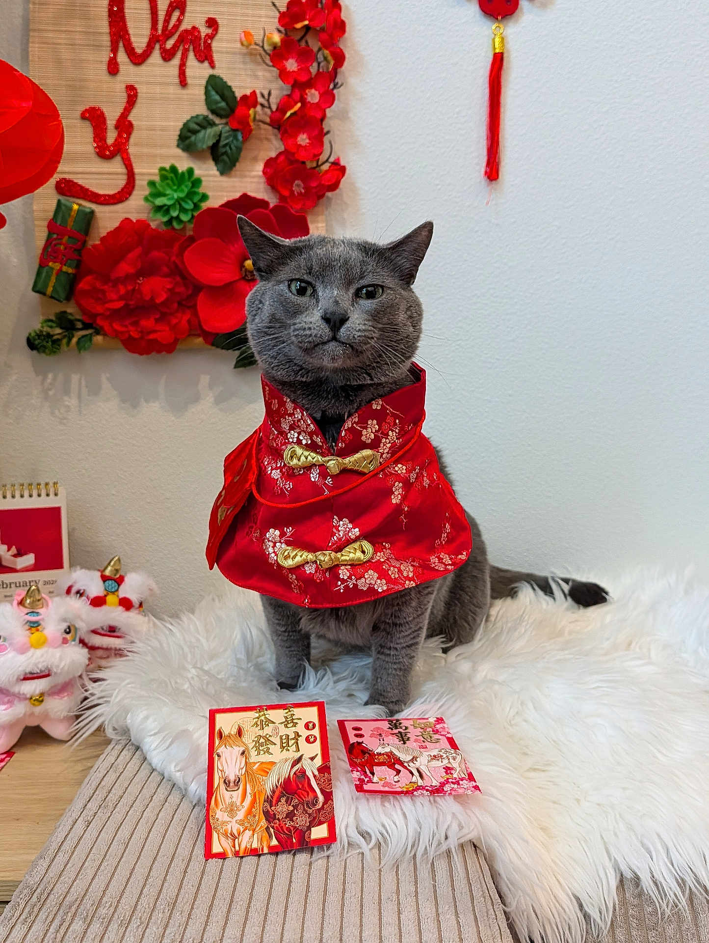 Subie is registered to the contest to win money with this photo: adorable, cat, chinese_new_year, costume, decorations, envelope, festive, flowers, fur_rug, grey_cat, hong_bao, indoor, pet, plush_toy, portrait, red_clothing, sitting, table, wall, whiskers
