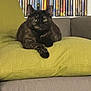 cat, tortoiseshell_cat, pet, sofa, cushion, green_cushion, dvd_collection, shelf, living_room, indoor, feline, relaxed, pose, ears, whiskers, paws, fur, eyes, portrait, home