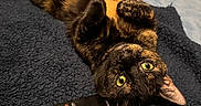 Autumn joined the competition — help win amazing prizes! bed, blanket, carpet, cat, close_up, cozy, ears, fur, furniture, green_eyes, indoor, looking_up, lying_on_back, night_light, pet, relaxed, remote_control, soft_texture, tortoiseshell_cat, whiskers