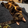 bed, blanket, carpet, cat, close_up, cozy, ears, fur, furniture, green_eyes, indoor, looking_up, lying_on_back, night_light, pet, relaxed, remote_control, soft_texture, tortoiseshell_cat, whiskers