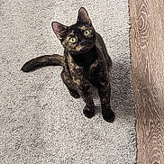 Autumn is registered to the contest to win money with this photo: carpet, cat, cozy, curious, domestic_animal, ears_up, feline, fur_pattern, green_eyes, hardwood_floor, home, indoor, looking_up, paw, pet, portrait, sitting, tail, tortoiseshell_cat, whiskers