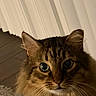 Harrison is registered to the contest to win money with this photo: animal, blanket, brown, cat, close_up, cozy, curtains, cute, eyes, face, feline, fluffy, fur, indoor, looking, pet, portrait, striped, tabby_cat, whiskers