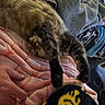 Harrison is registered to the contest to win money with this photo: animal, blanket, cat, comfort, couch, cozy, fabric, feline, fur, hand, home, indoor, paw, pet, relaxed, resting, sleepy, soft, stretching, tabby