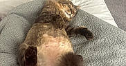 Harrison joined the competition — help win amazing prizes! bedroom, blanket, carpet, cat, cozy, cute, domestic_animal, dresser, fur, furniture, home, indoor, laundry_basket, nap, paw, pet, relaxation, resting, sleeping, whiskers