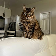 Harrison joined the competition — help win amazing prizes! animal, appliances, cabinet, cat, couch, countertop, door, fluffy, furniture, green_eyes, household, indoor, kitchen, light, modern, pet, portrait, sitting, tabby, white_leather