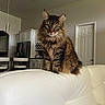 animal, appliances, cabinet, cat, couch, countertop, door, fluffy, furniture, green_eyes, household, indoor, kitchen, light, modern, pet, portrait, sitting, tabby, white_leather