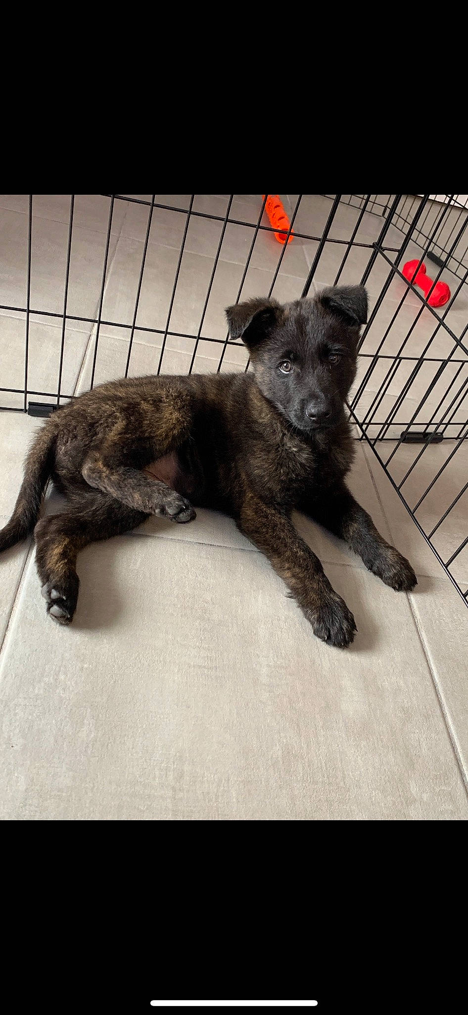 Usko a rejoint le concours — aidez-le/la à gagner de superbes lots ! canidae, carnivore, claw, companion_dog, dog, dog_breed, dog_supply, fawn, felidae, fur, liver, metal, paw, pet_supply, puppy, snout, sporting_group, tail, terrestrial_animal, working_animal