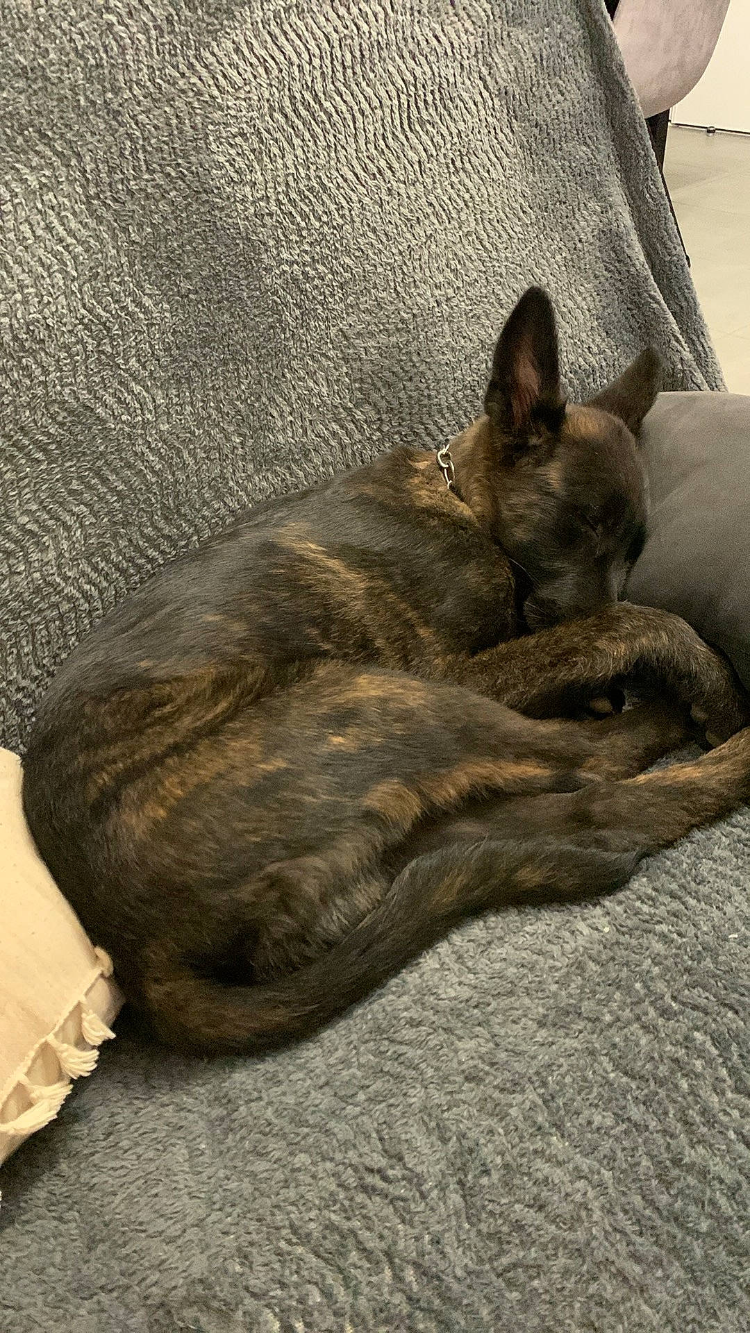 Usko a rejoint le concours — aidez-le/la à gagner de superbes lots ! canidae, carnivore, comfort, companion_dog, dog, dog_breed, fawn, felidae, foot, fur, grey, paw, small_to_medium_sized_cats, snout, sporting_group, tail, terrestrial_animal, tree, whiskers, wildlife