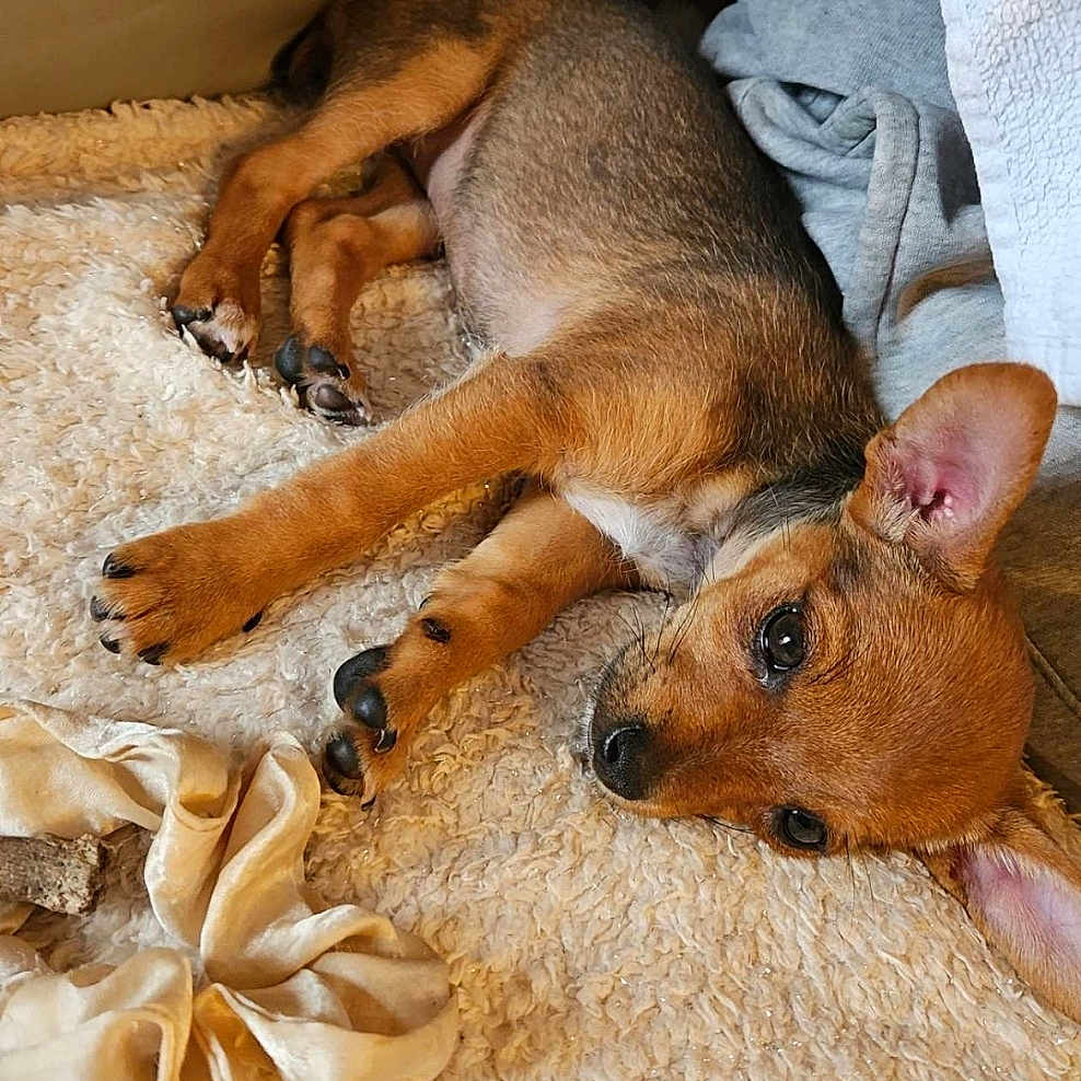 Tenossa participe au concours pour gagner de l'argent avec cette photo : animal, beagle, canine, chihuahua, computerhardware, couch, dog, electronics, furniture, hardware, homedecor, hound, indoors, monitor, person, pet, puppy, screen, sleeping, snout