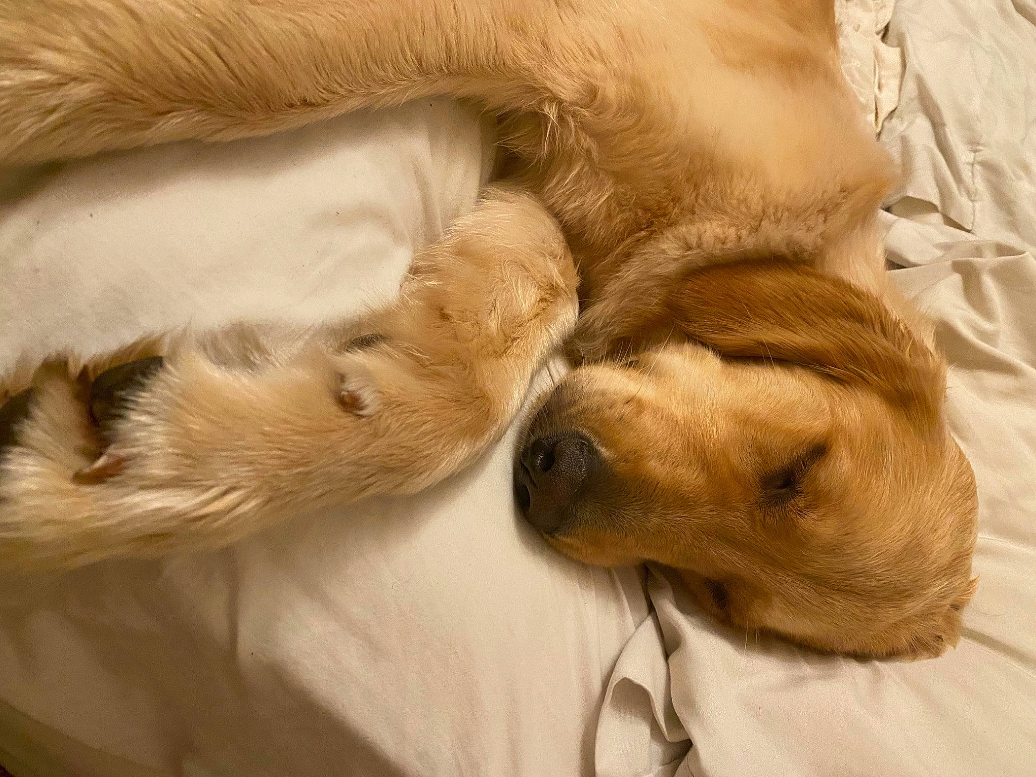 Pixie is registered to the contest to win money with this photo: bedtime, canidae, carnivore, claw, comfort, companion_dog, dog, dog_breed, fawn, felidae, fur, gesture, linens, paw, snout, sporting_group, tail, terrestrial_animal, whiskers, working_animal