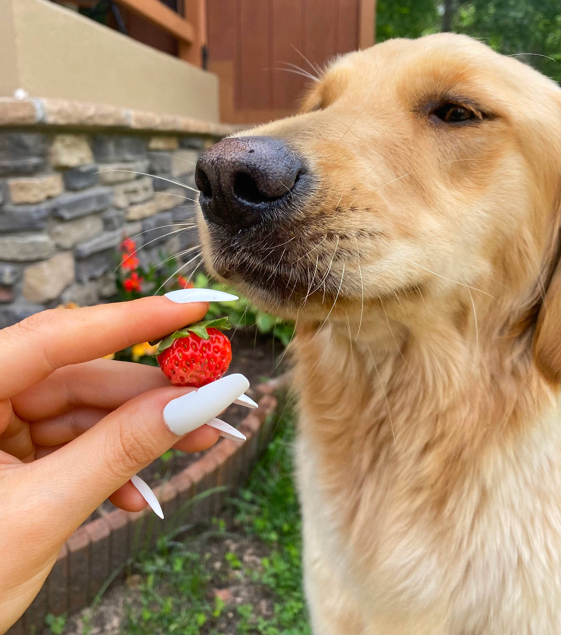 Pixie joined the competition — help win amazing prizes! berry, carnivore, companion_dog, dog, dog_breed, fawn, food, fruit, gesture, grass, nail, natural_foods, plant, recipe, seedless_fruit, snout, strawberries, strawberry, superfood, whiskers