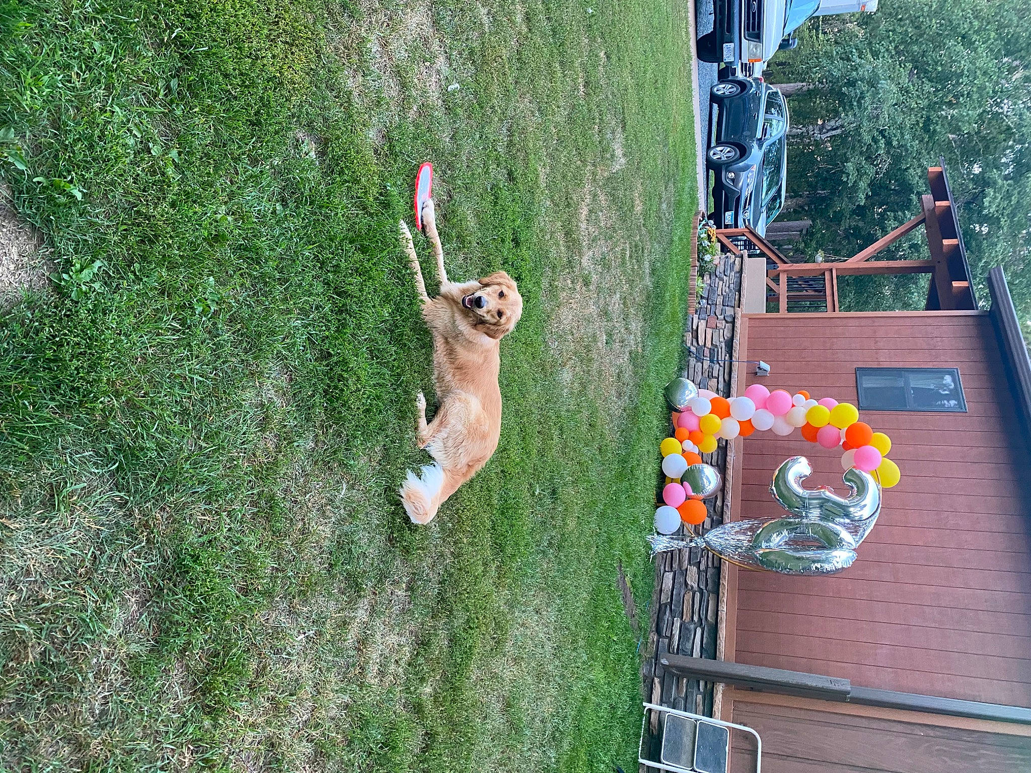 Pixie joined the competition — help win amazing prizes! carnivore, companion_dog, corgi_chihuahua, dog, dog_breed, fawn, felidae, fun, grass, landscape, leash, leisure, plant, pole, recreation, sporting_group, spring, tail, tree, wood