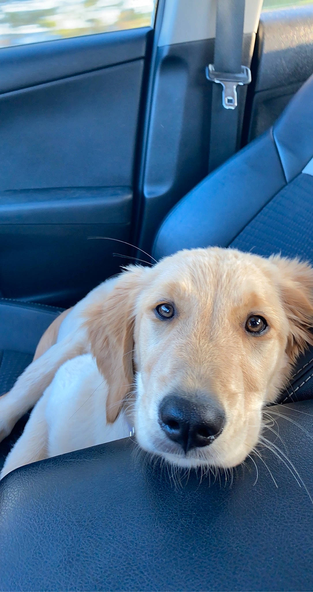 Pixie is registered to the contest to win money with this photo: auto_part, canidae, car_seat, carnivore, collar, comfort, companion_dog, dog, dog_breed, ear, eye, fawn, fur, retriever, selfie, snout, sporting_group, vehicle_door, whiskers, working_animal