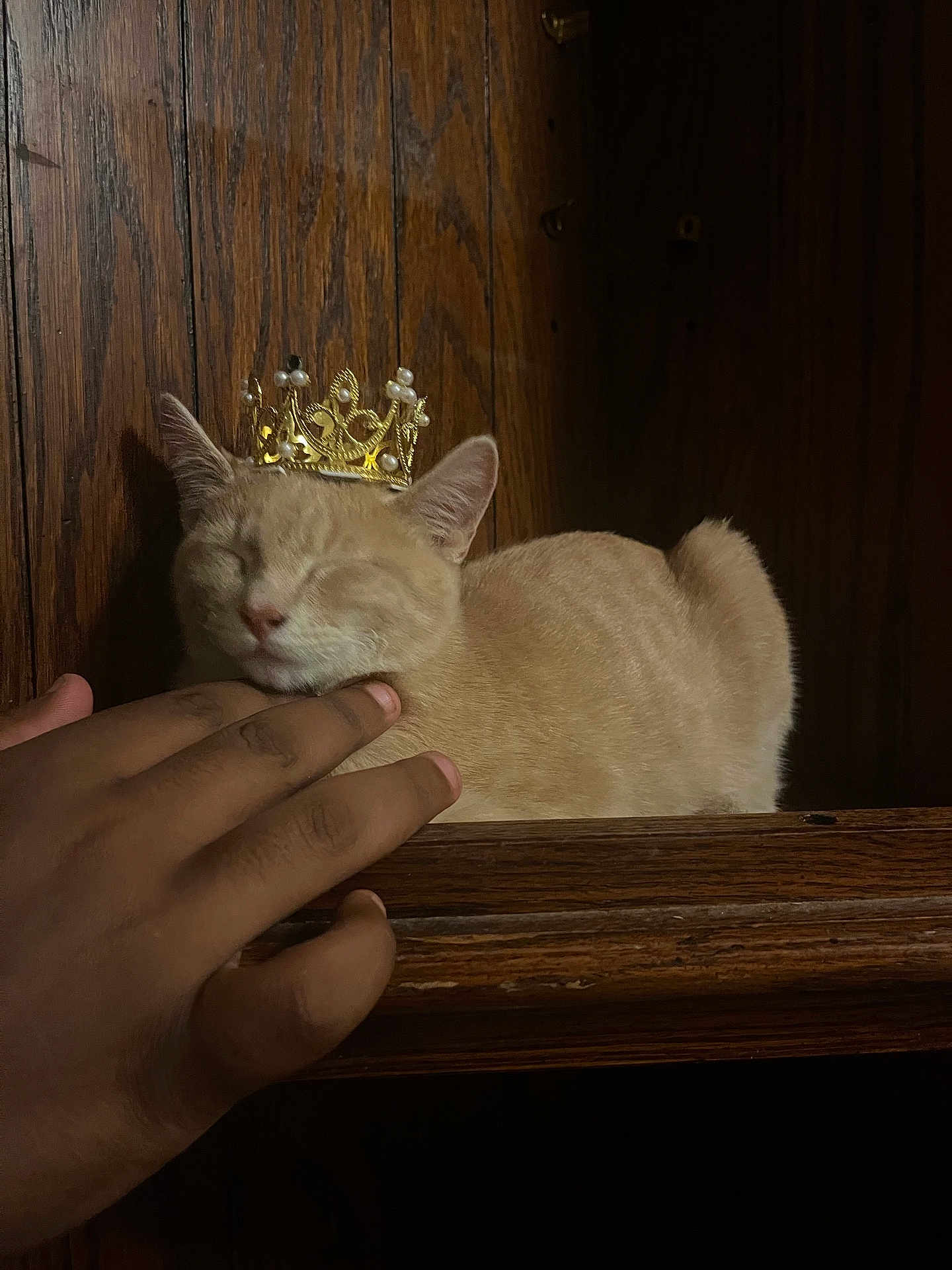 Beige joined the competition — help win amazing prizes! cat, crown, hand, wood, pet, resting, feline, beige, indoor, peaceful, animal, cute, portrait, sleeping, domestic_animal, furry, small_crown, touch, relaxing, closeup