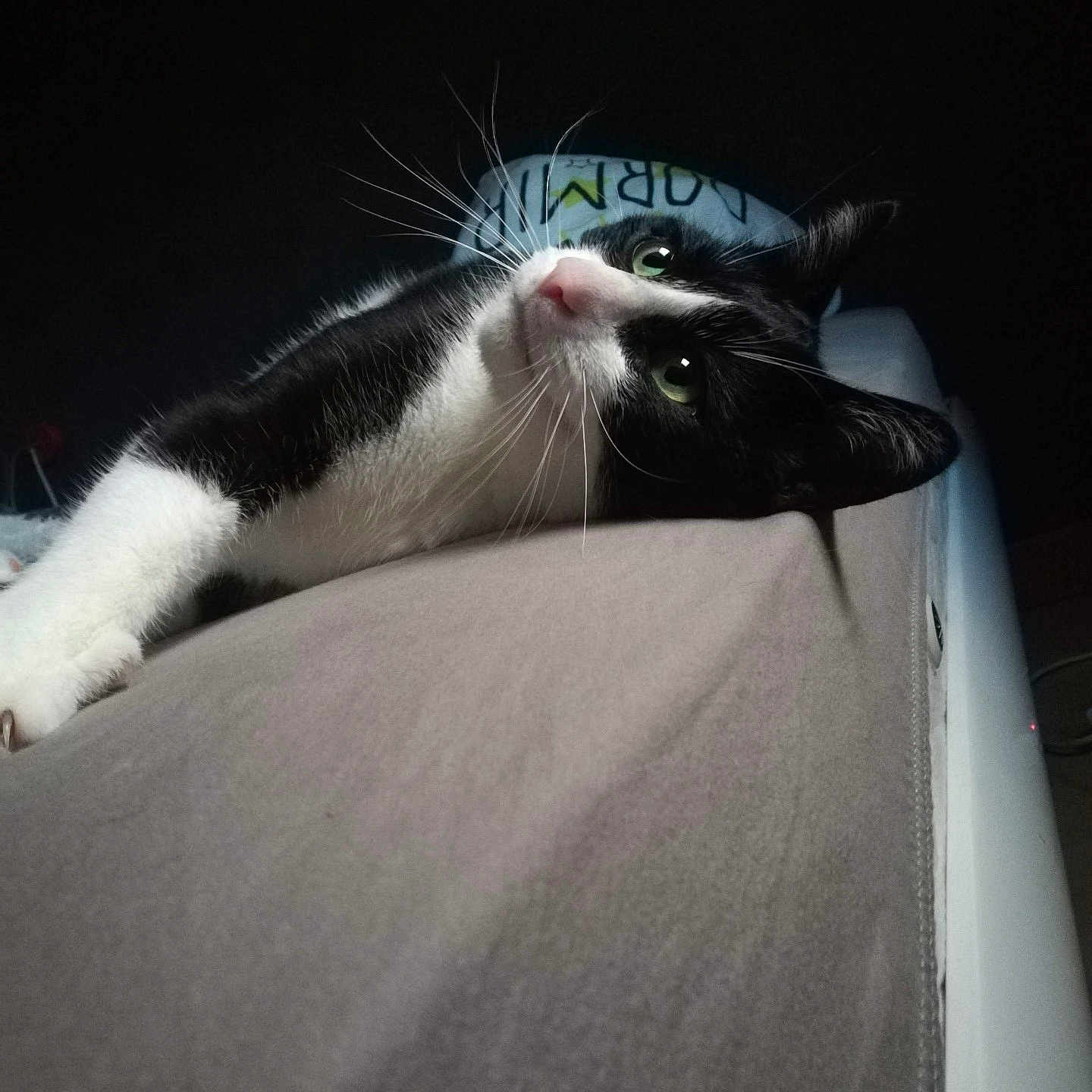 Berlioz participe au concours pour gagner de l'argent avec cette photo : animal, bed, black_and_white, cat, close_up, cozy, cute, domestic_cat, feline, fur, gray_bedspread, green_eyes, indoor, lying_down, pet, portrait, relaxed, sleepy, whiskers