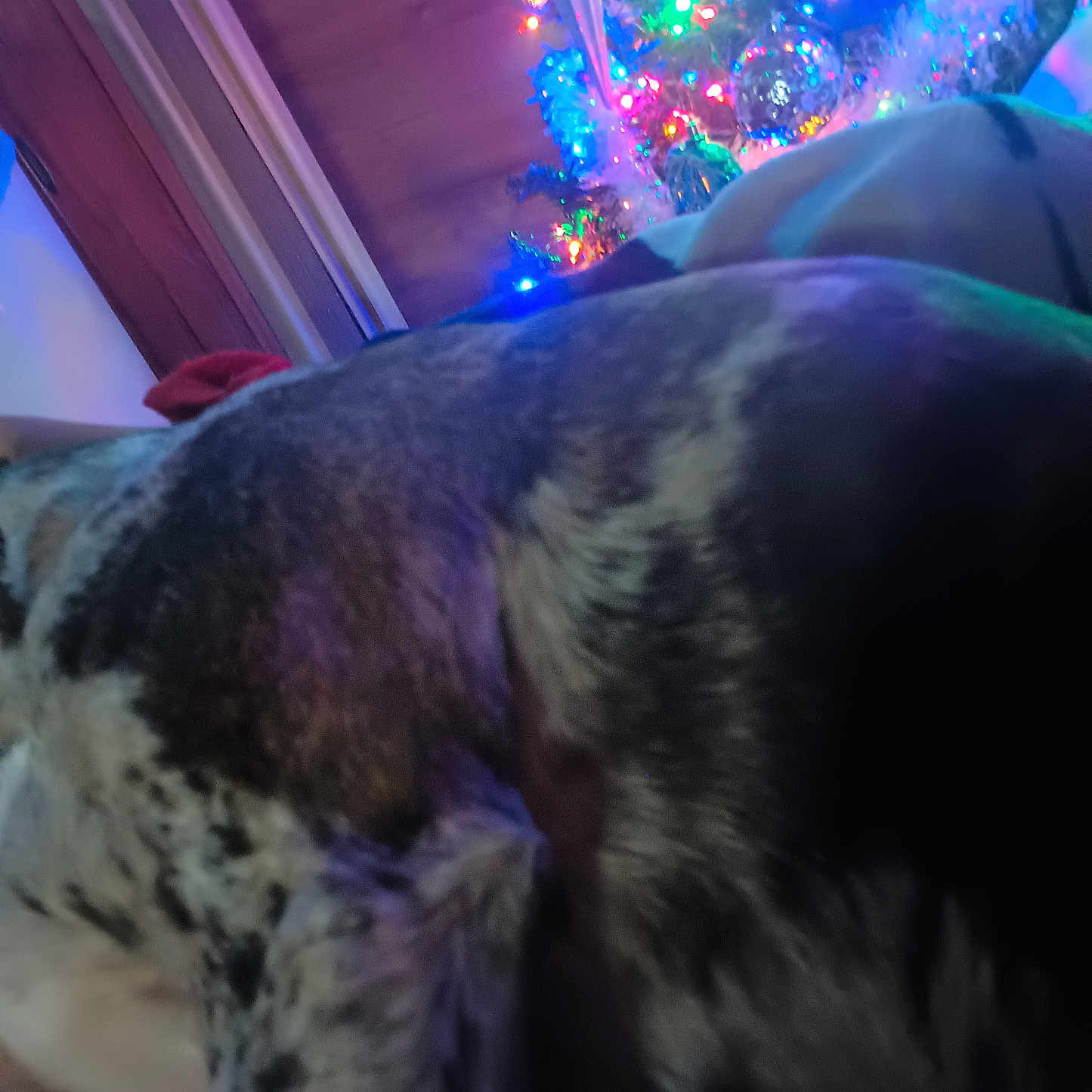 Cookie joined the competition — help win amazing prizes! animal, background, blur, celebration, christmas_tree, close_up, colorful_lights, cozy, decorations, dog, festive, holiday, indoor, lights, night, pet, soft_lighting, speckled_coat, winter, wood_paneling