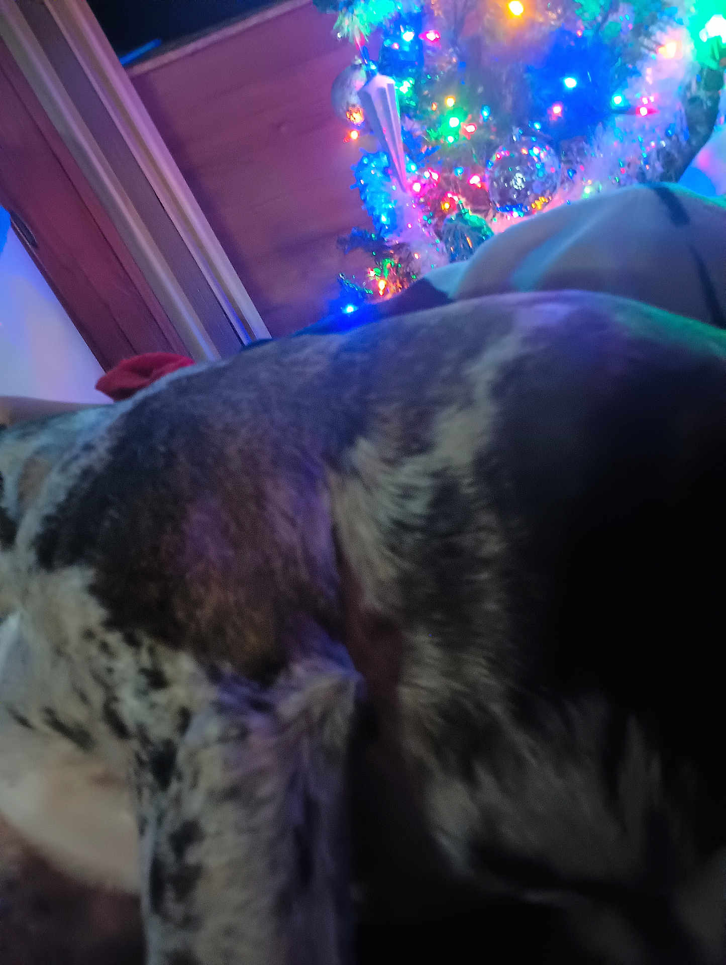 Cookie joined the competition — help win amazing prizes! dog, christmas_tree, lights, indoor, holiday, decorations, blur, close_up, speckled_coat, wood_paneling, colorful_lights, festive, animal, pet, background, soft_lighting, cozy, winter, night, celebration