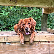 Red joined the competition — help win amazing prizes! dog, golden_retriever, puppy, wooden_deck, nature, greenery, outdoor, pet, animal, happy, tongue_out, fur, leash, playful, wood, bench, summer, cute, canine, relaxed