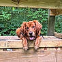 dog, golden_retriever, puppy, wooden_deck, nature, greenery, outdoor, pet, animal, happy, tongue_out, fur, leash, playful, wood, bench, summer, cute, canine, relaxed