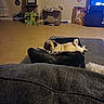 Bonnie joined the competition — help win amazing prizes! dog, pug, couch, living_room, artwork, painting, floor_tile, blanket, television, furniture, pet, indoor, relaxing, home_decor, animal, cozy, pillow, resting, canine, room