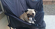 Bonnie is registered to the contest to win money with this photo: animal, black_chair, canine, companion, concrete_floor, cute, dog, domestic_animal, folding_chair, house_siding, outdoor, patio, pet, pet_toy, playful, pug, relaxing, sitting, toy, wooden_fence