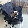 dog, pug, pet, toy, folding_chair, black_chair, outdoor, patio, concrete_floor, wooden_fence, house_siding, animal, canine, cute, pet_toy, sitting, playful, domestic_animal, companion, relaxing