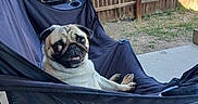 Bonnie joined the competition — help win amazing prizes! dog, pug, outdoor, chair, fence, grass, pet, animal, canine, sunlight, relaxed, black_chair, tongue, smile, yard, concrete, backyard, cute, resting, funny_face